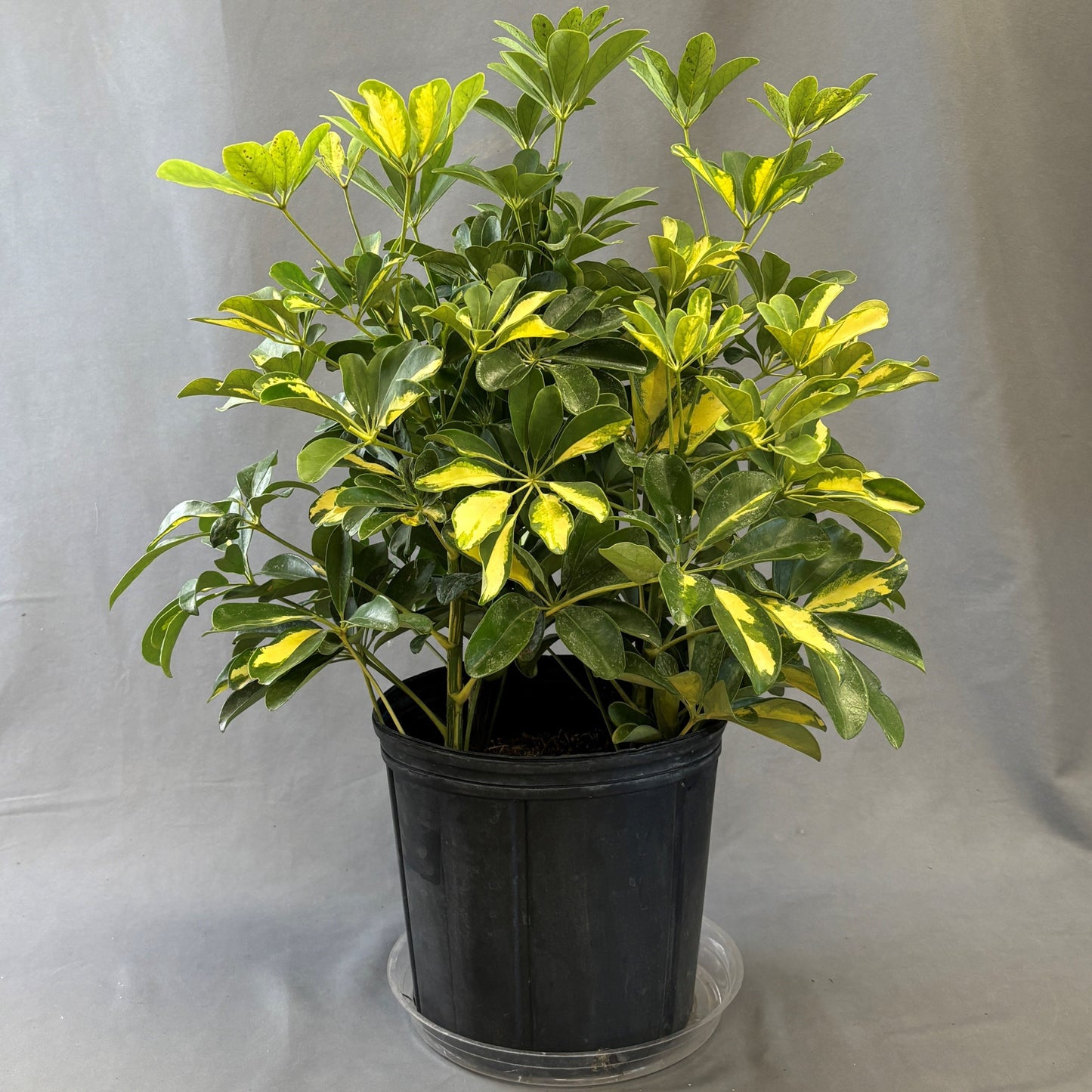 Schefflera arboricola