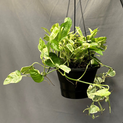 Pothos 'Pearls N Jade'