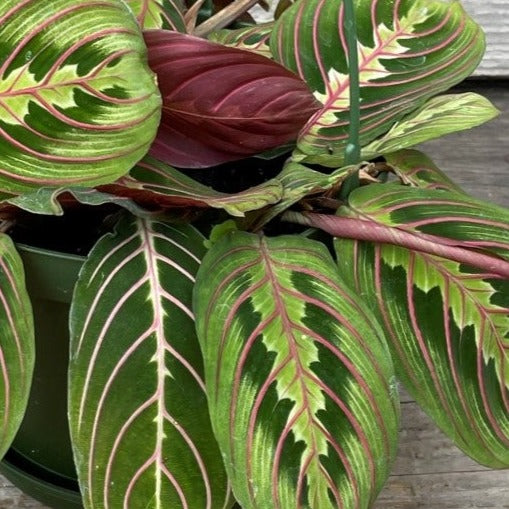 Maranta 'Red'