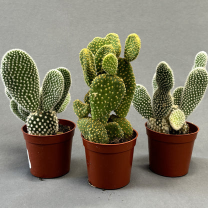 Prickly Pear Assorted Cactus