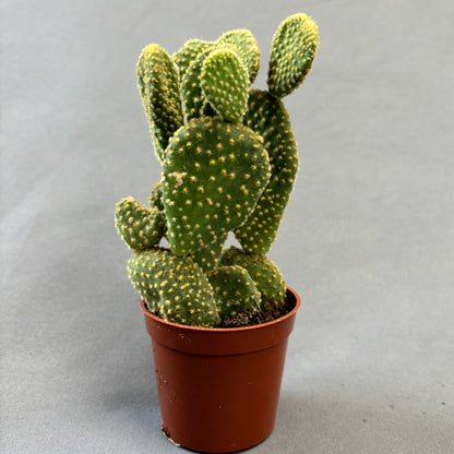 Prickly Pear Assorted Cactus