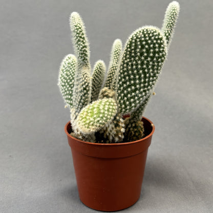 Prickly Pear Assorted Cactus