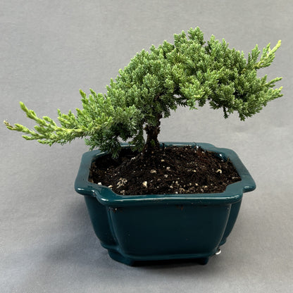 Juniper Bonsai