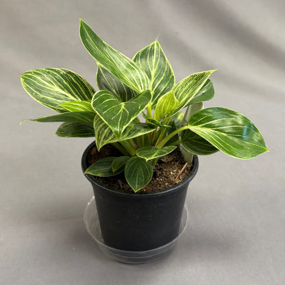 Philodendron 'Birkin'