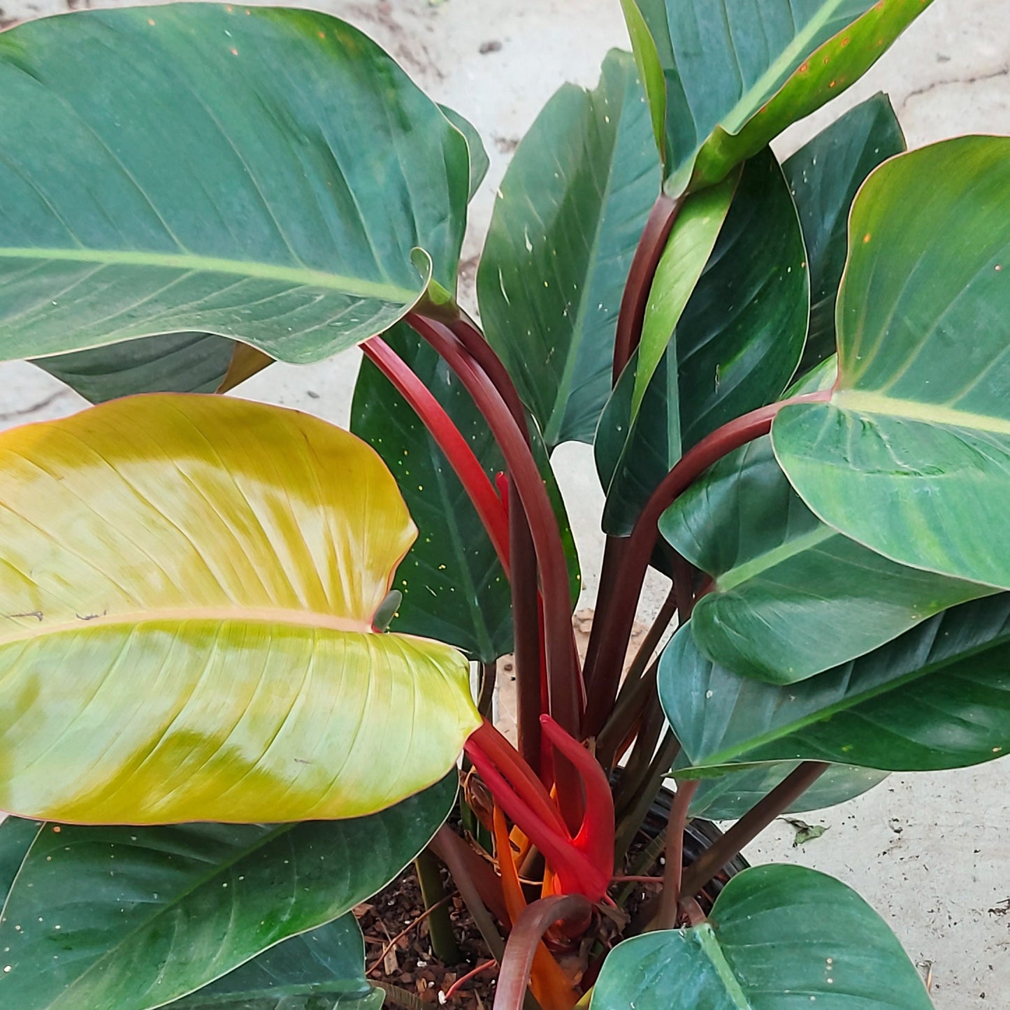 Philodendron 'Red Congo'