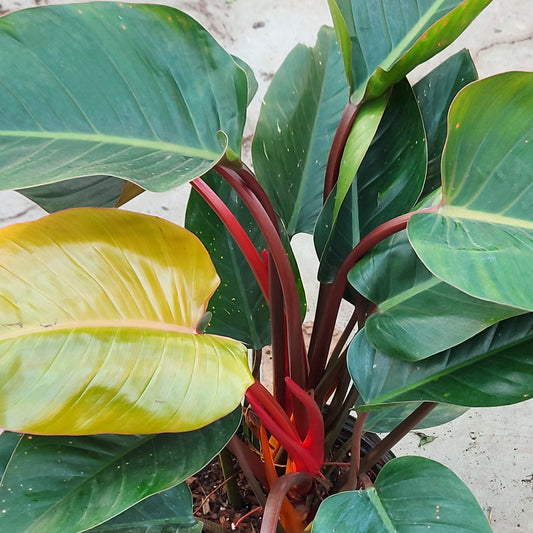 Philodendron 'Red Congo'