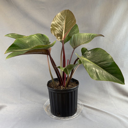 Philodendron 'Red Congo'