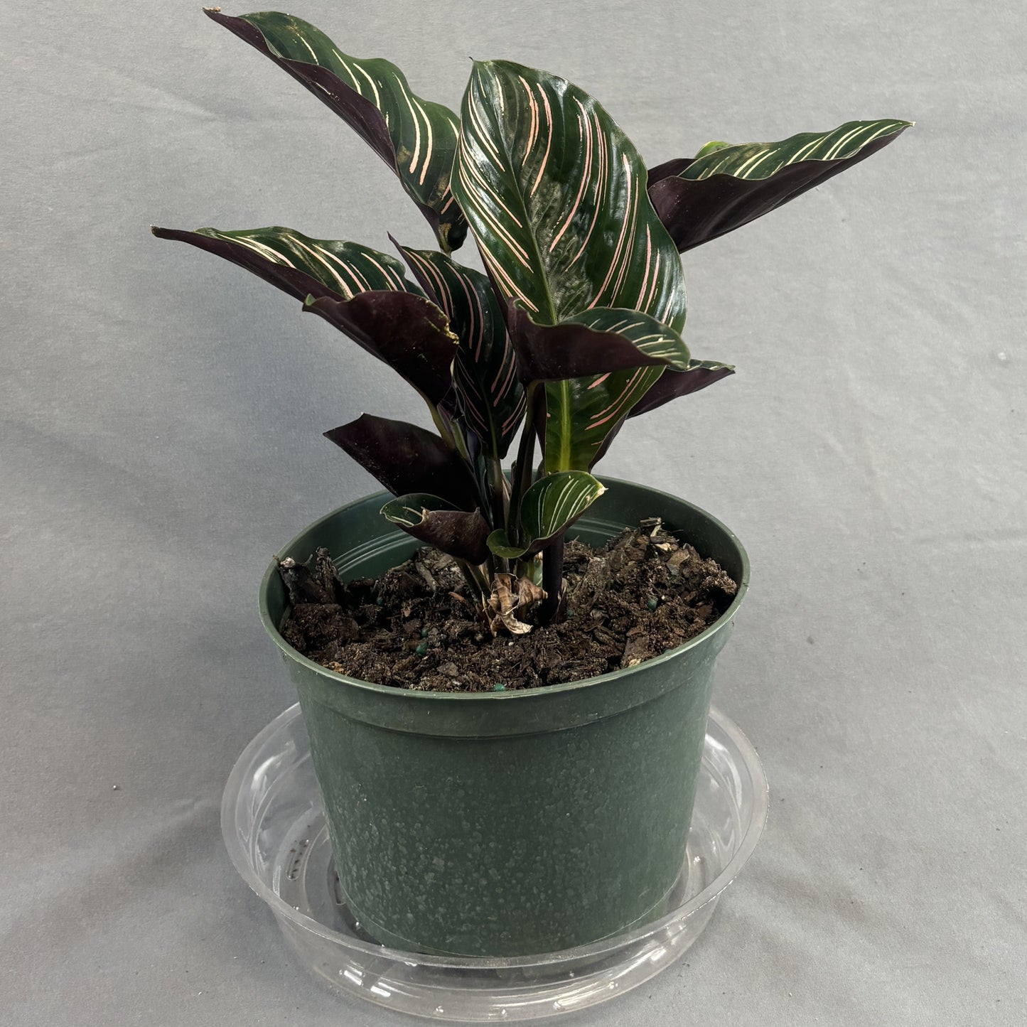 Calathea ornata