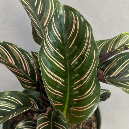 Calathea ornata