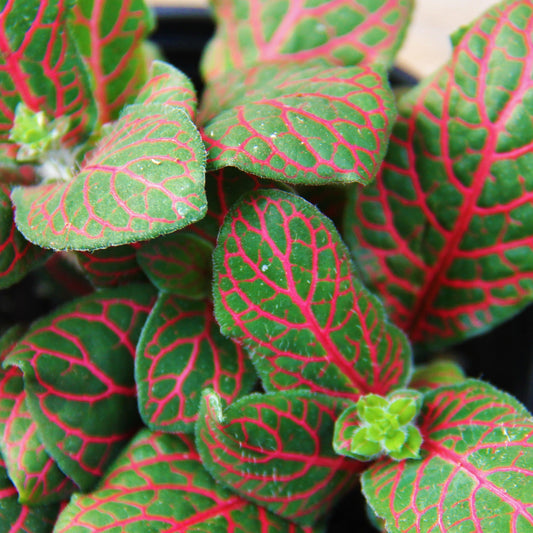 Fittonia albivenis