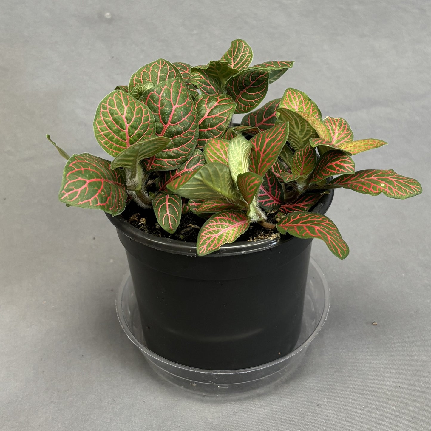 Fittonia albivenis