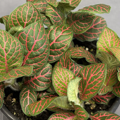 Fittonia albivenis