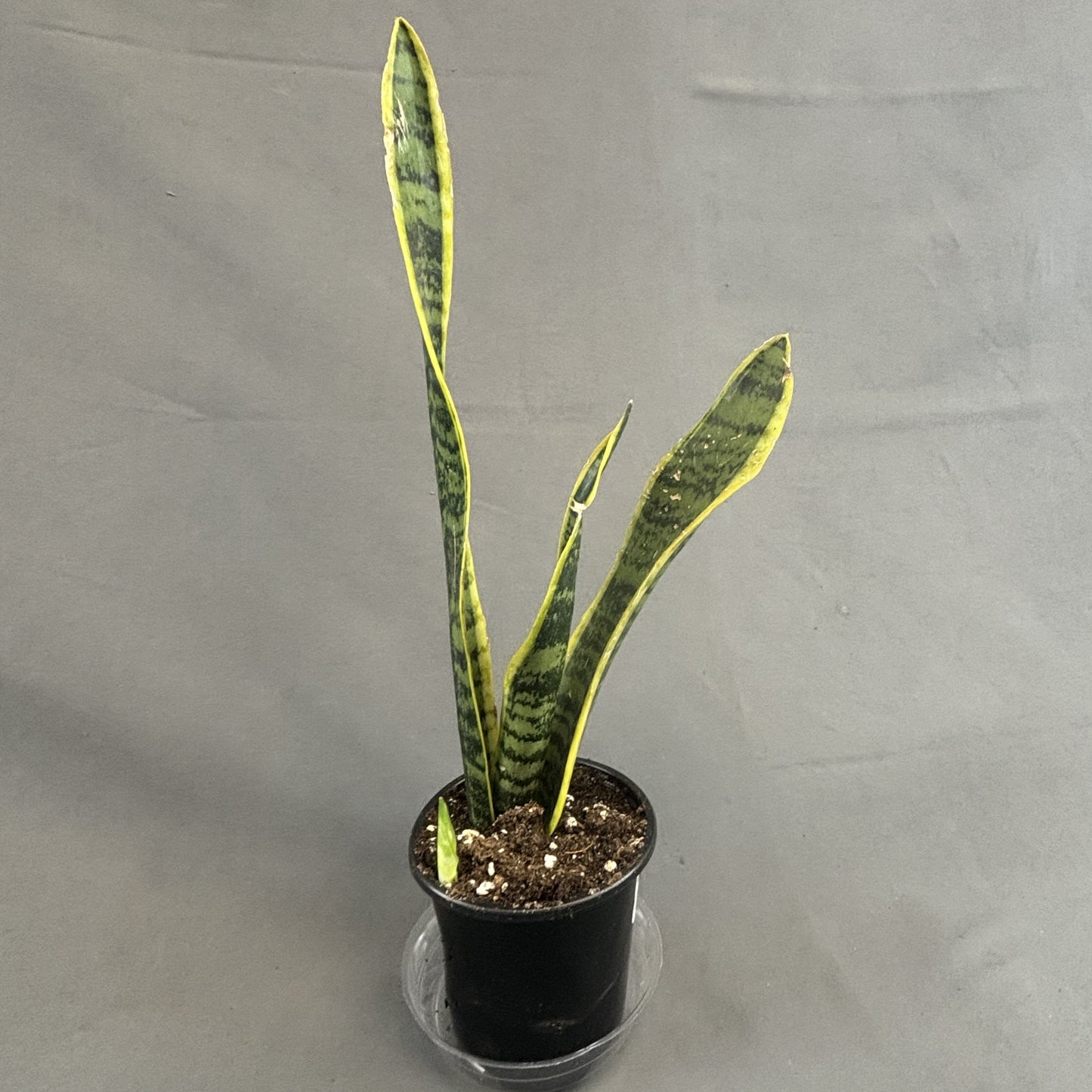 Snake Plant 'Laurentii'
