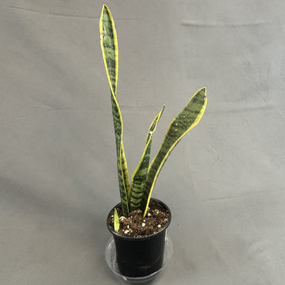 Snake Plant 'Laurentii'