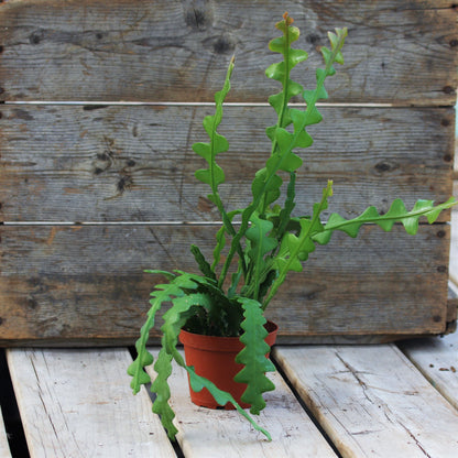 Zig Zag (Fishbone) Cactus