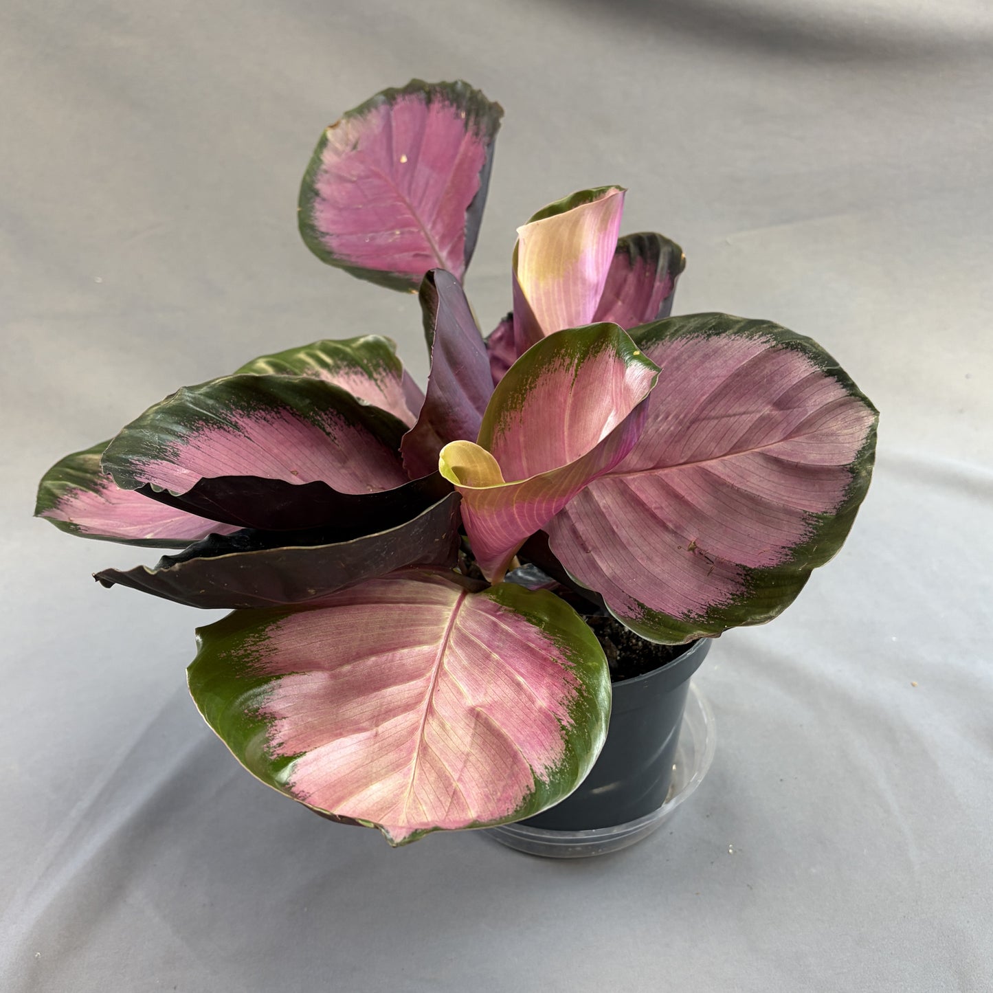 Calathea Roseopicta