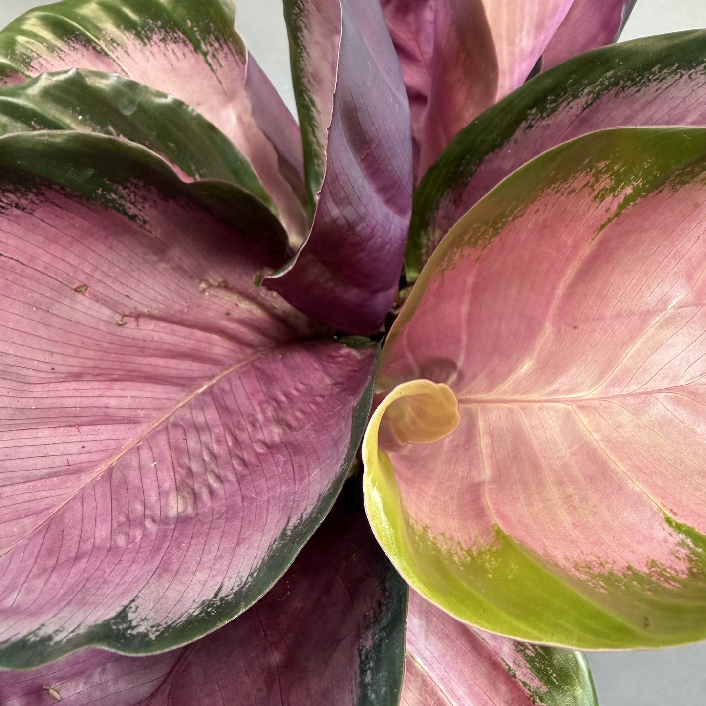Calathea Roseopicta