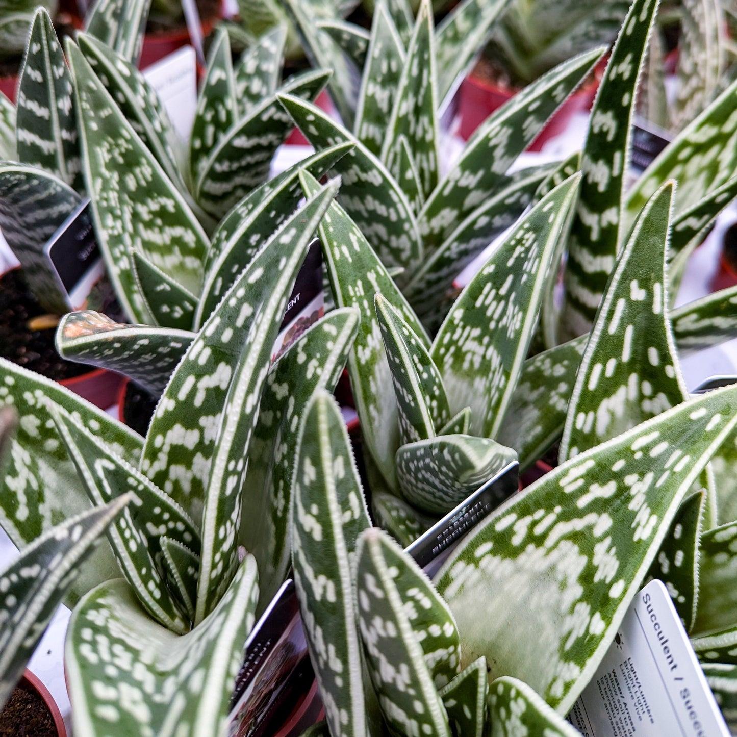 Aloe 'Pheasant Breast'