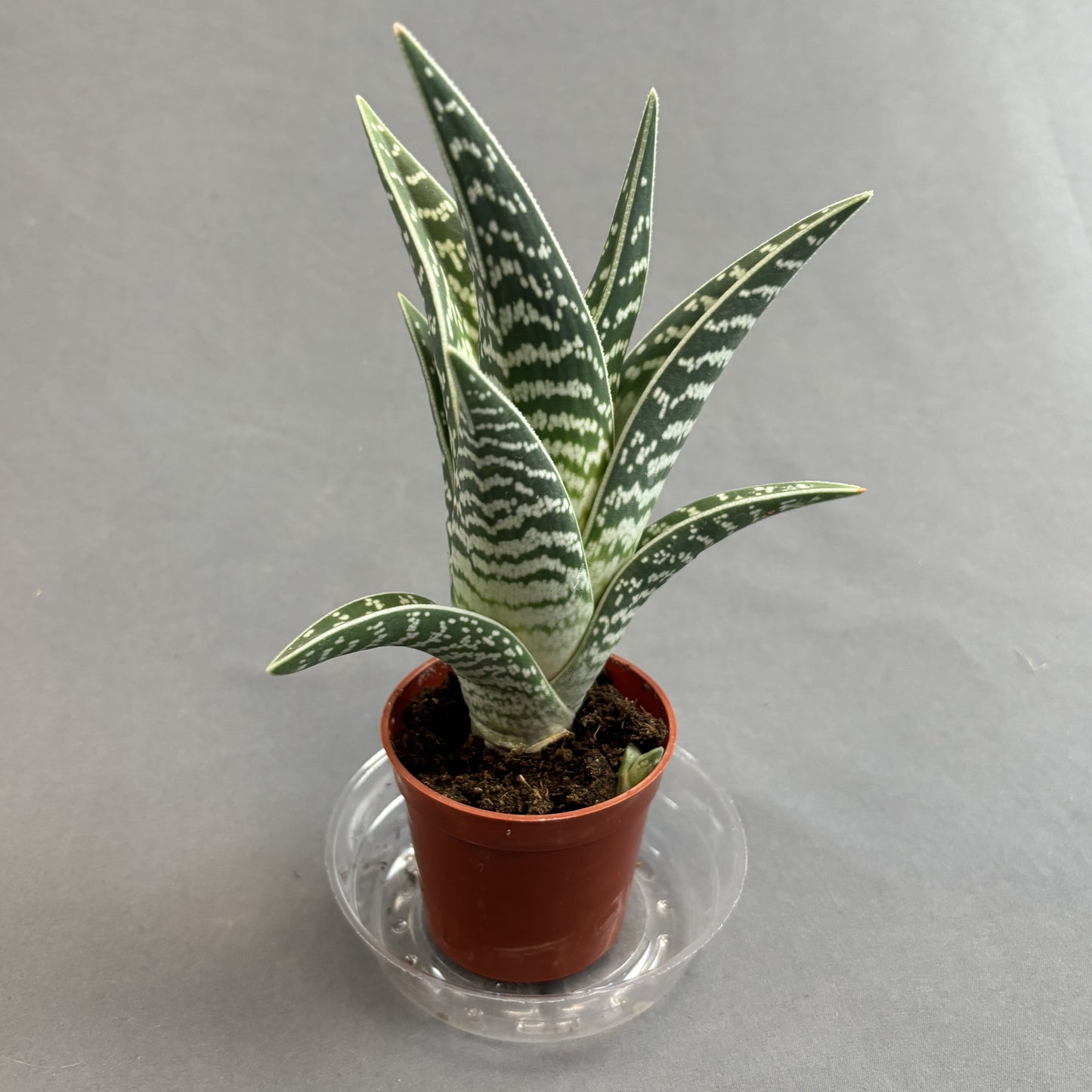 Aloe 'Pheasant Breast'