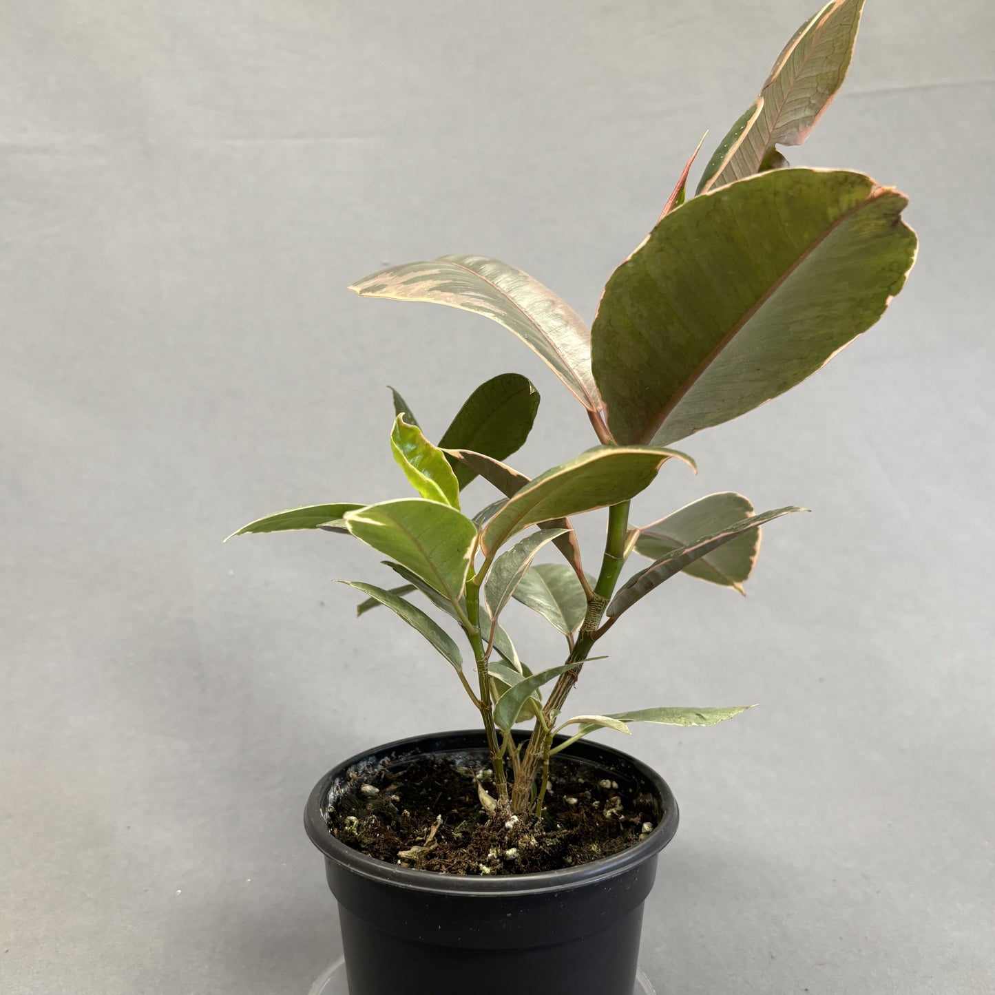 Ficus 'Ruby'