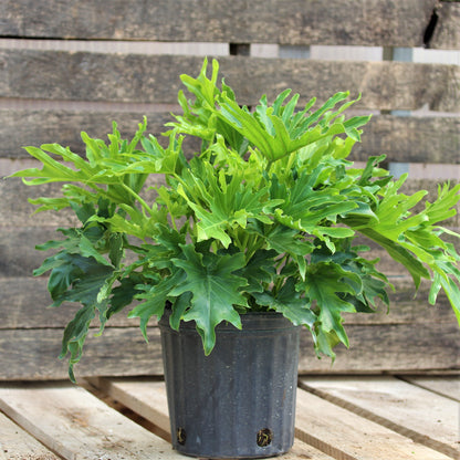 Philodendron 'Lickety Split'