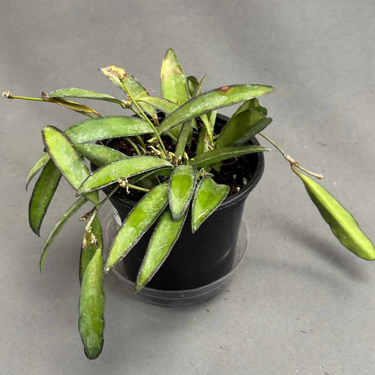 Wax Plant