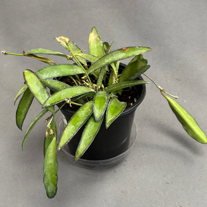 Wax Plant