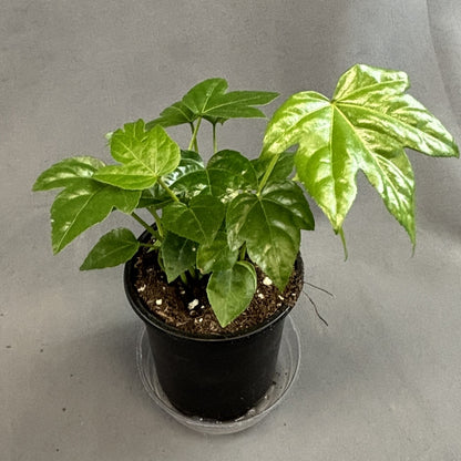 Paperplant (Fatsia Japonica)