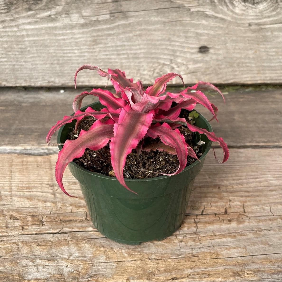 Cryptanthus (Earth Stars)