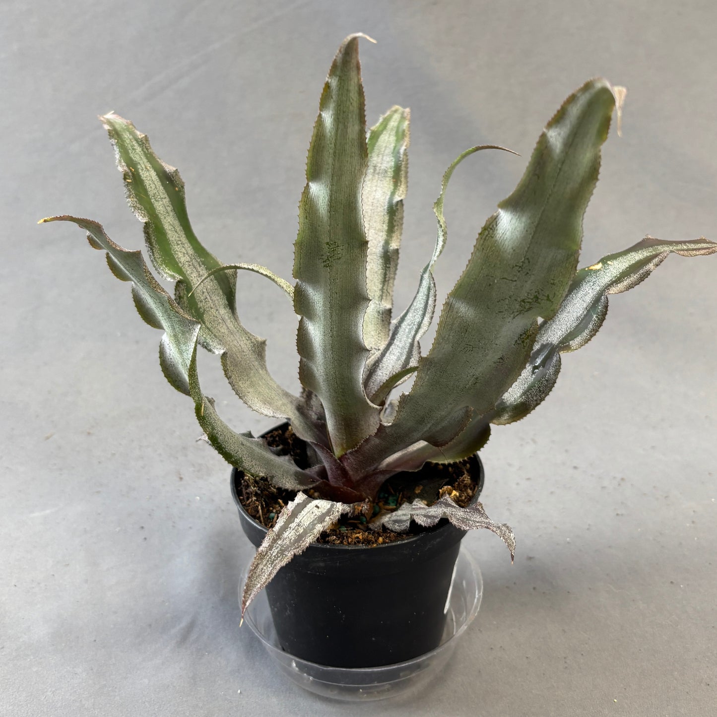 Cryptanthus (Earth Stars)