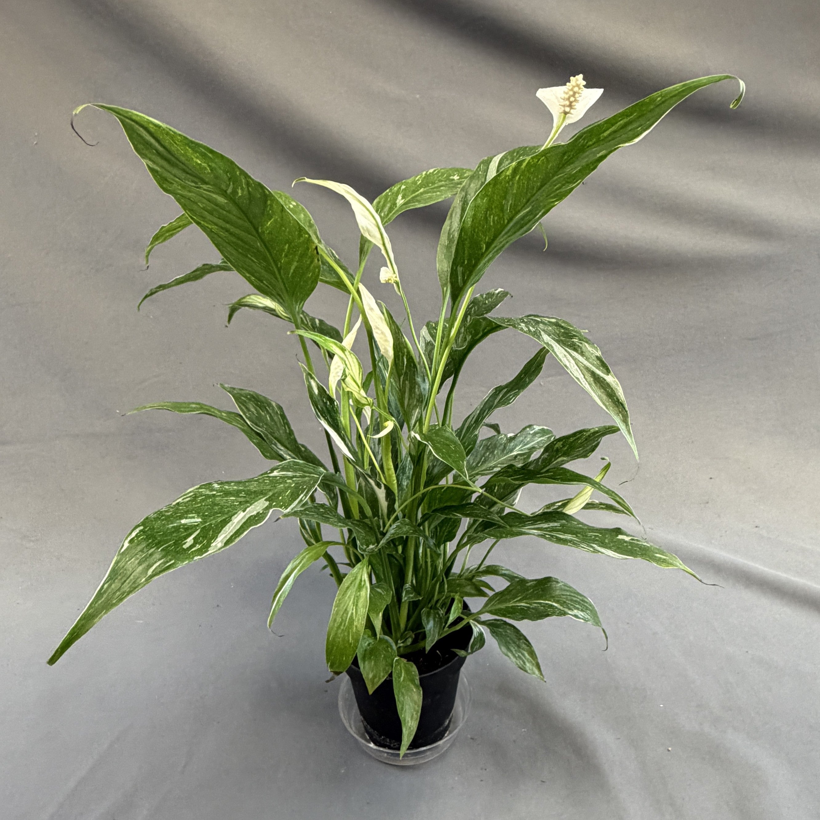 Peace Lily