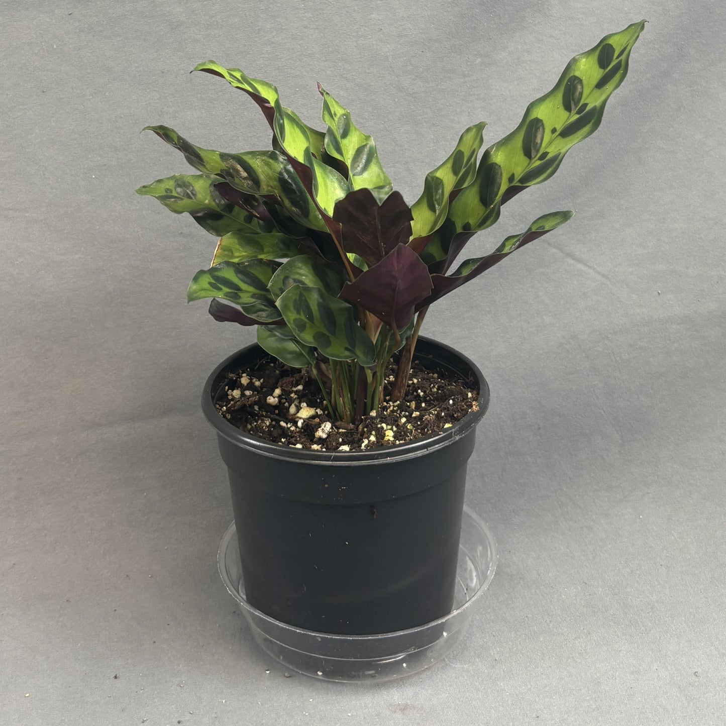 Calathea Lancifolia 'Rattlesnake'
