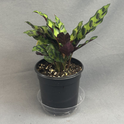 Calathea Lancifolia 'Rattlesnake'
