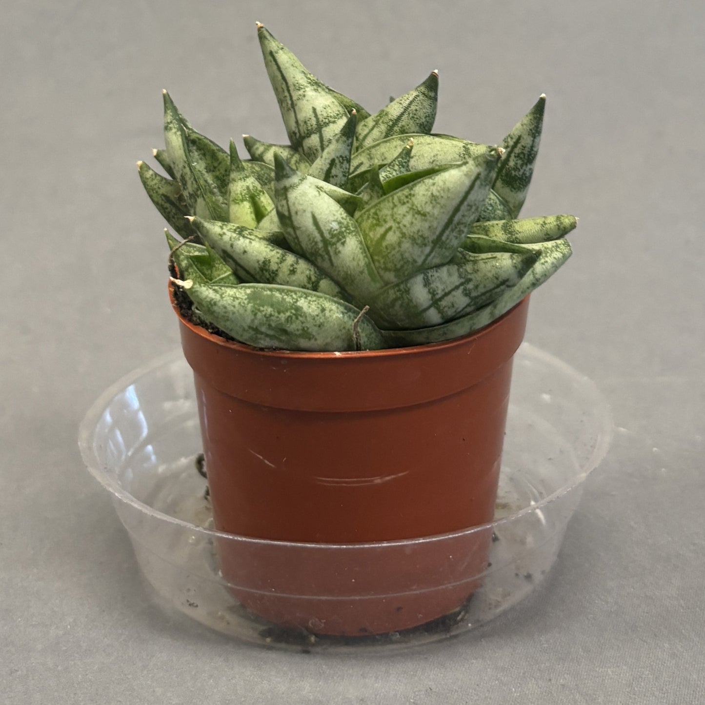 Snake Plant 'Boncel'