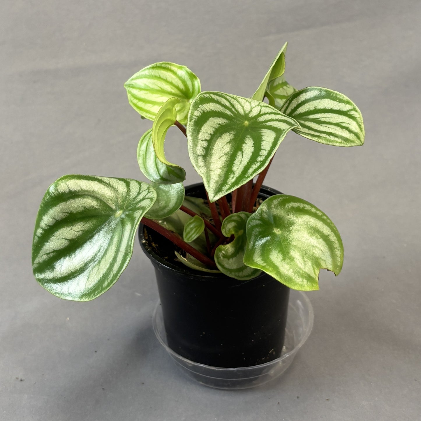 Peperomia 'Watermelon'
