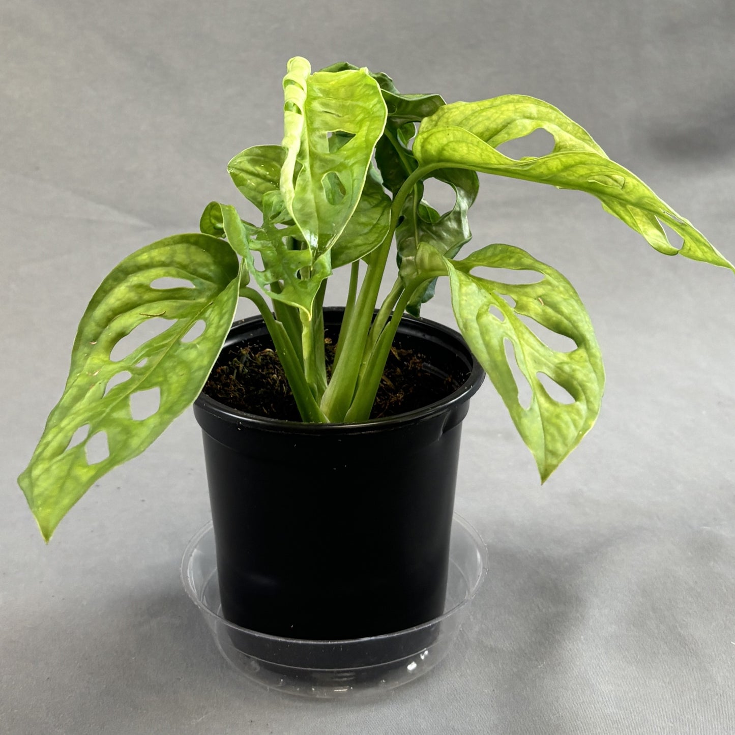 Monstera adansonii