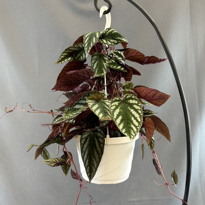 Rex Begonia Vine