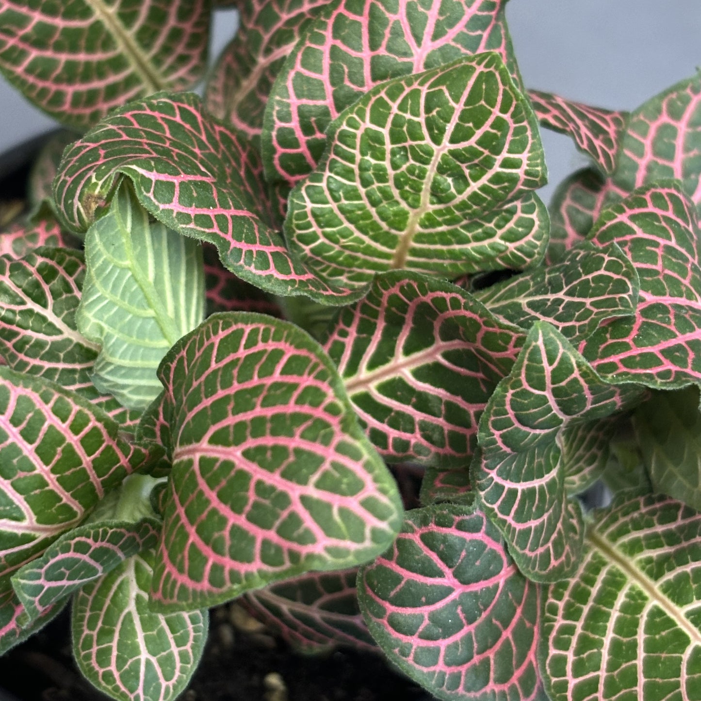 Fittonia albivenis