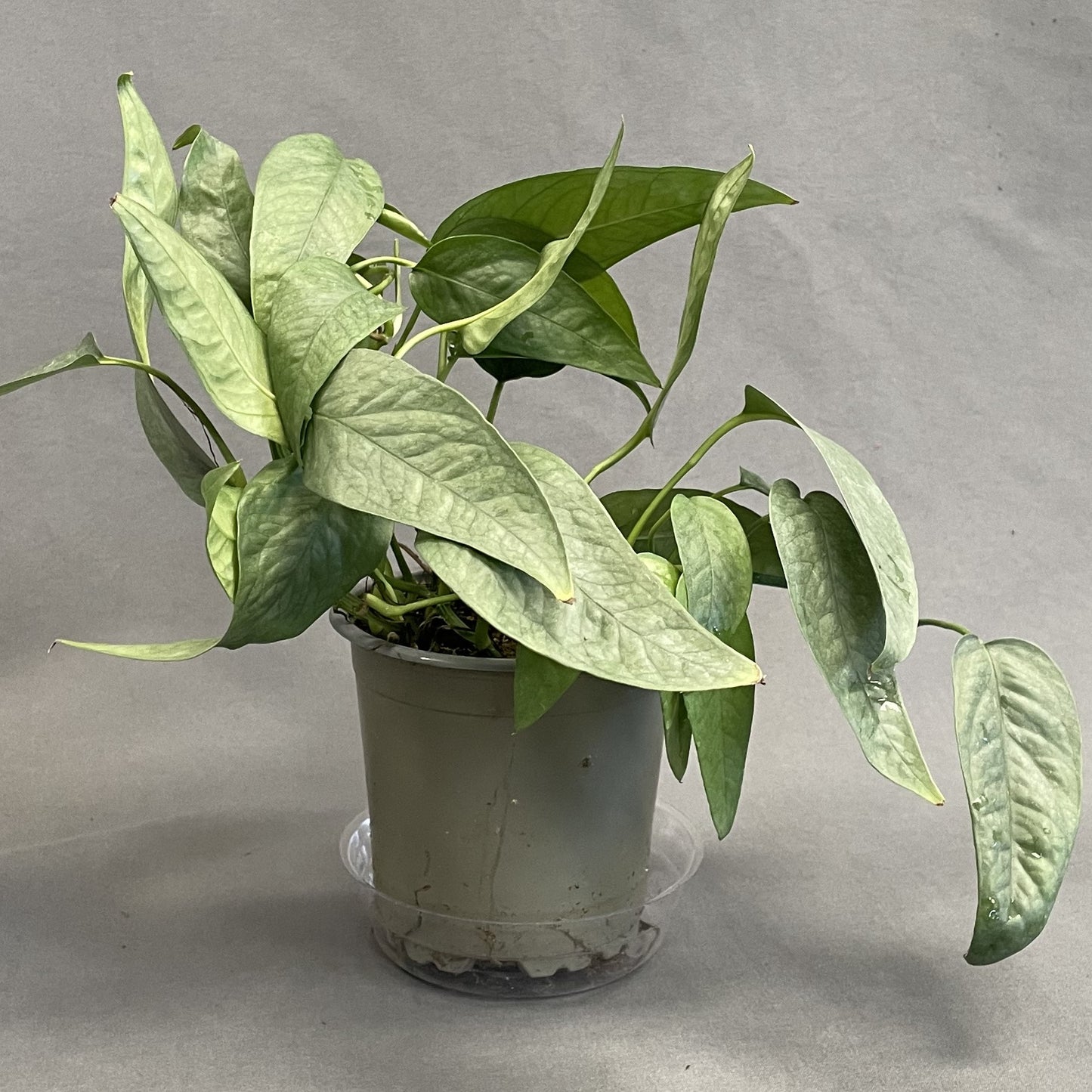 Pothos 'Cebu Blue'