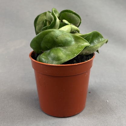 Hindu Rope Plant