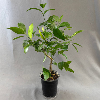 Citrus 'Lemon'