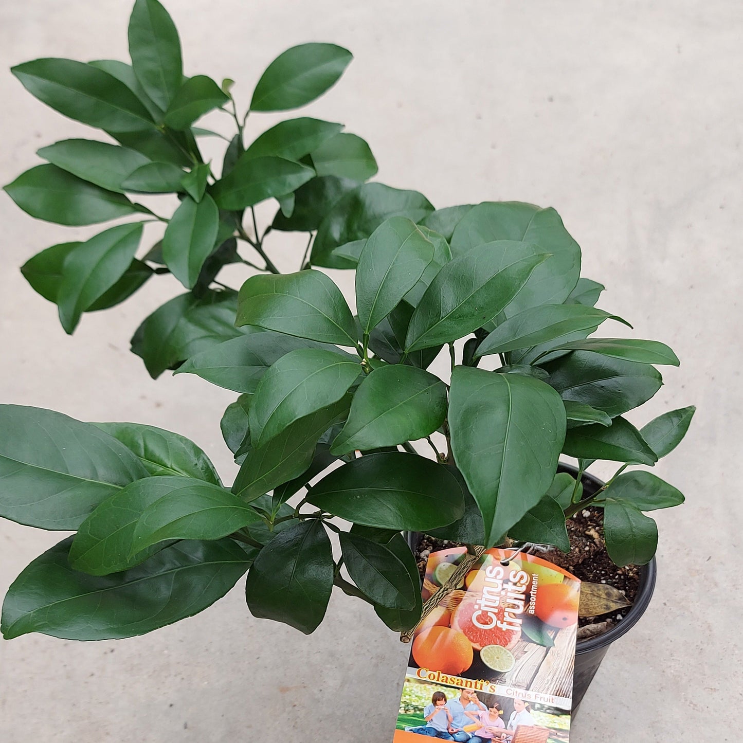 Citrus 'Orange'