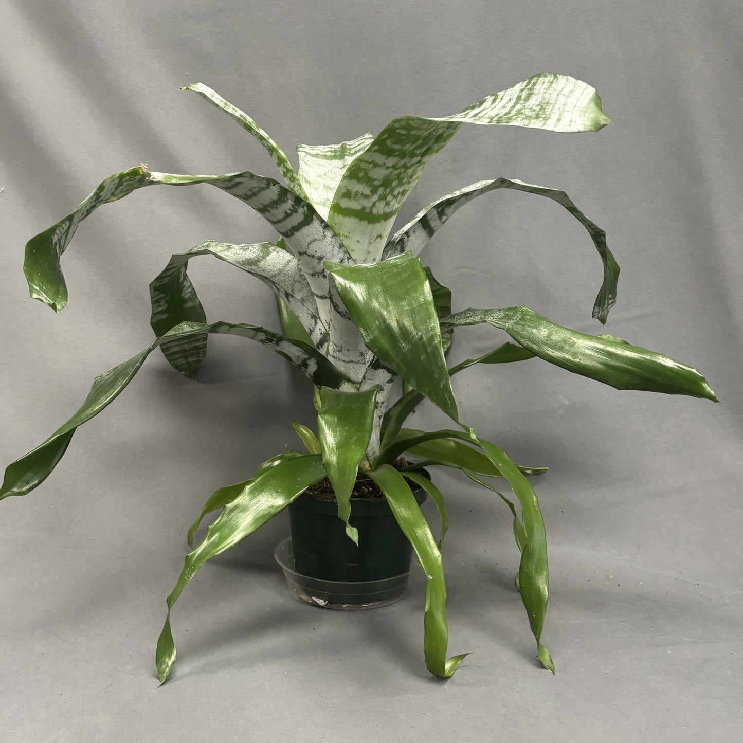 Bromeliad 'Silver Vase'