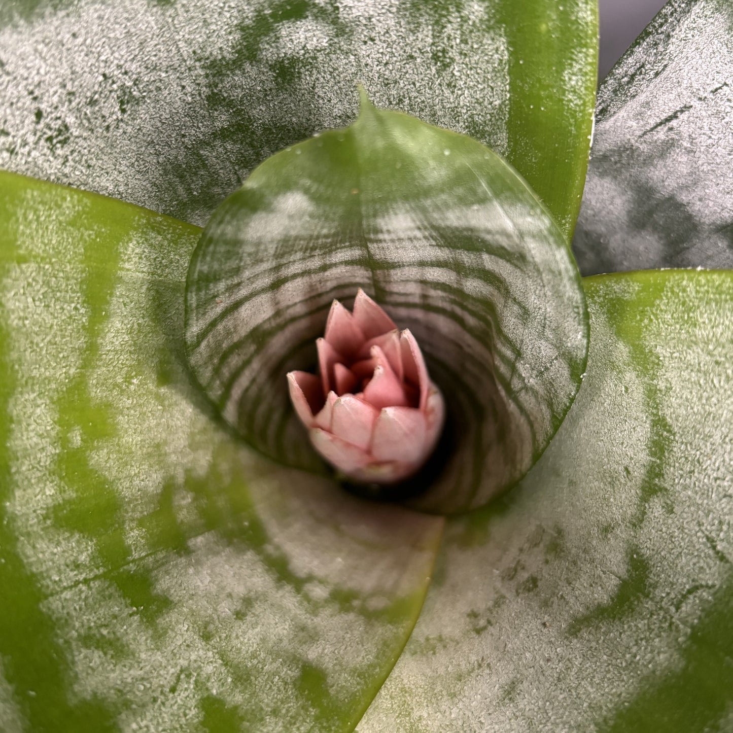 Bromeliad 'Silver Vase'