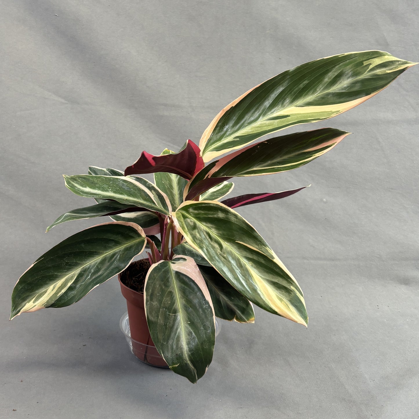 Stromanthe 'Triostar'