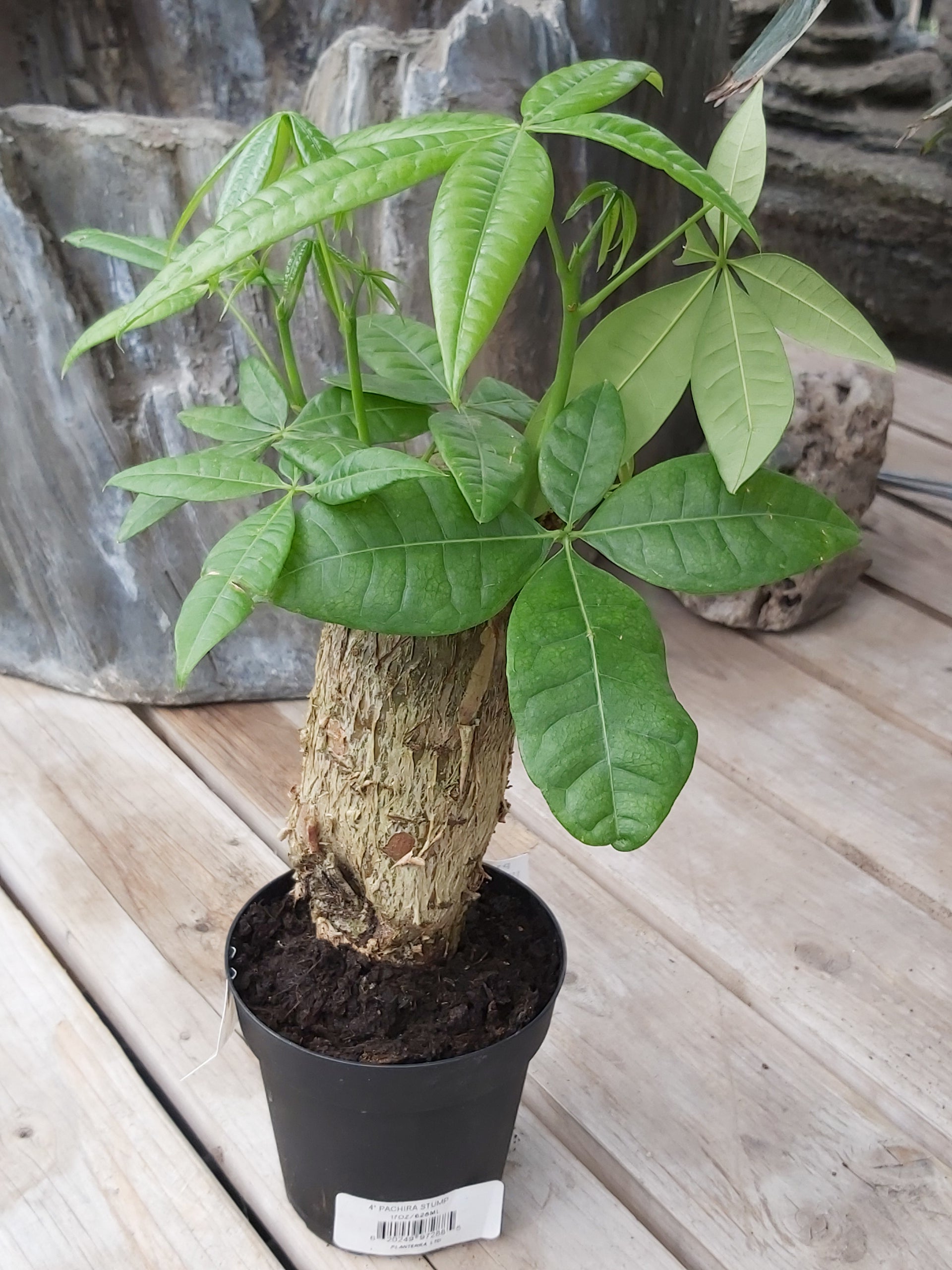 Money Tree – Scott's Nursery Ltd