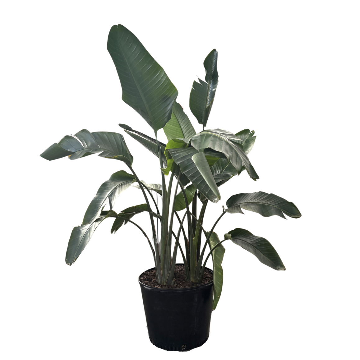 Bird Of Paradise Giant