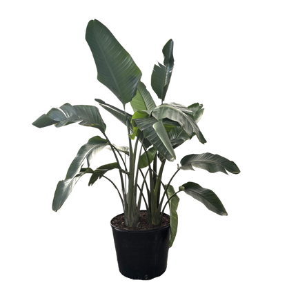 Bird Of Paradise Giant