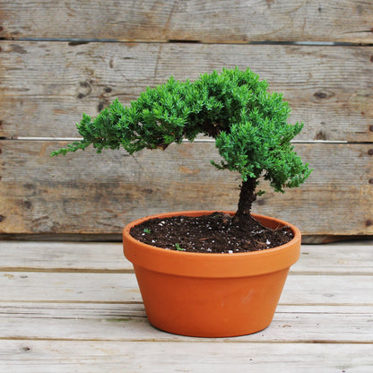 Juniper Bonsai