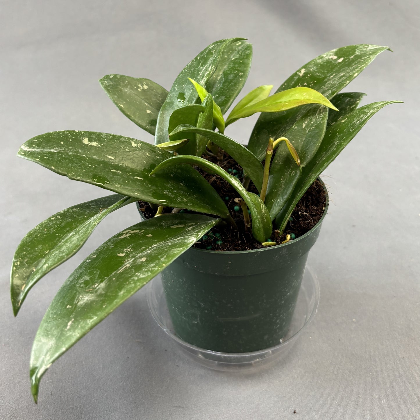 Harlequin Wax Plant